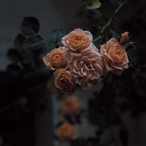 范冰冰泳装三角裤视频大全
